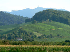 Rebberge in Grunern